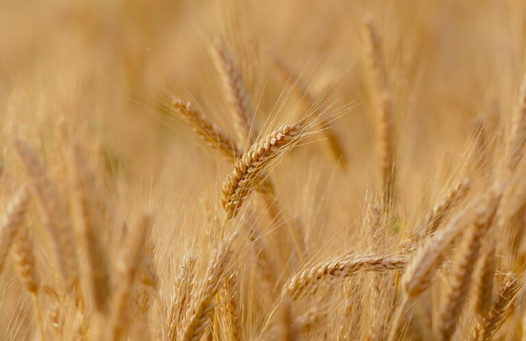 wheat-g056f65469_1920