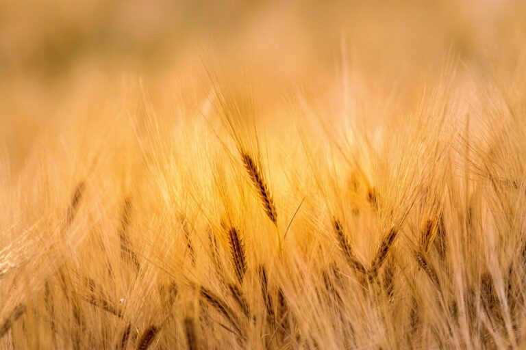 wheat-g237ef8bc1_1920