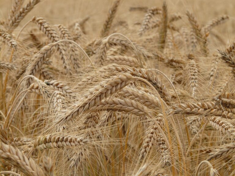 wheat-g7f386a19f_1920